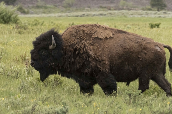 06-11-2017_YellowstoneNP - Bison (32)-websized