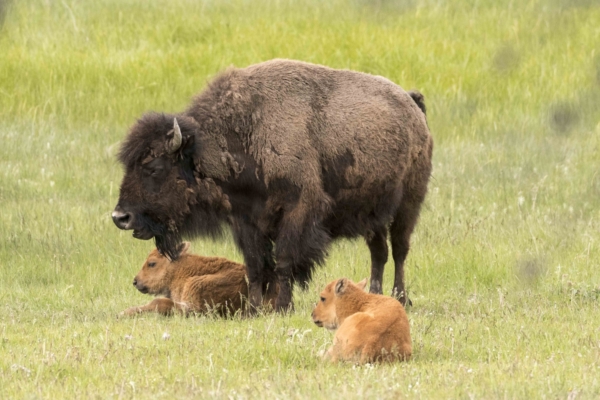 06-11-2017_YellowstoneNP - Bison with young (2)-websized