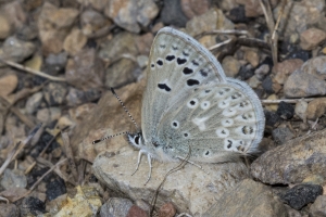 06-12-2017_Yellowstone - Blue, Boisduval's