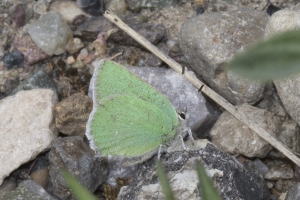 06-12-2017_Yellowstone - Hairstreak, Bramble-websized