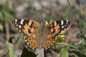 Painted Lady *