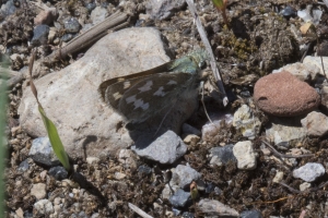 06-12-2017_Yellowstone - Skipper, Juba (1)