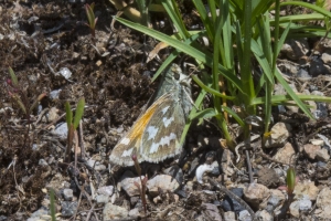 06-12-2017_Yellowstone - Skipper, Juba (2)