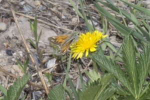 06-12-2017_Yellowstone - Skipper, Juba-2