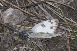 06-12-2017_Yellowstone - White, Checkered