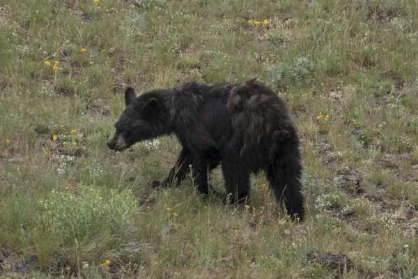 06-13_Yellowstone - Bear, Black (1)