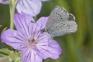 Silvery