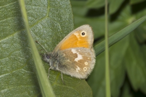 06-14-2017_Tetons - Ringlet, Common (2)-websized