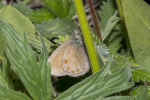 06-14-2017_Tetons - Ringlet, Hayden's (1)-websized