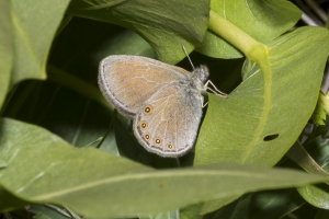 Hayden's Ringlet
