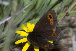 Common Alpine