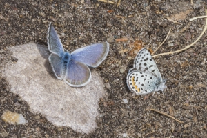 06-15-2017_Tetons - Blue, Dotted (small), Schwabacher's Landing-websized