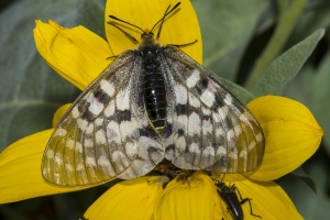 06-15-2017_Tetons - Clodius Parnassian (15)-websized
