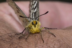 06-15-2017_Tetons - Clodius Parnassian (33)-websized