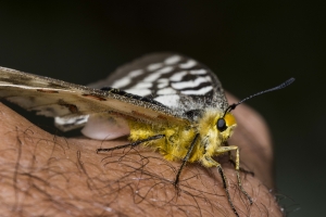 06-15-2017_Tetons - Clodius Parnassian (34)-websized