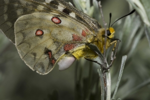 Clodius Parnassian 