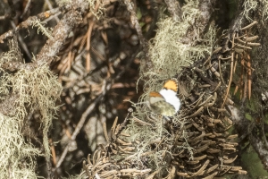 06-15-2017_Tetons - Orangetip, Sara, Lupine Meadows (2)-websized