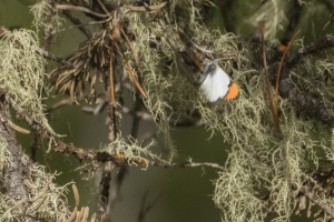 06-15-2017_Tetons - Orangetip, Sara, Lupine Meadows (3)-websized