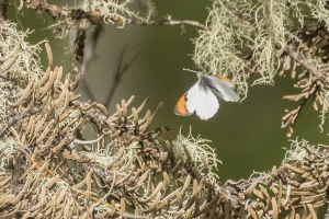 Sara Orangetip