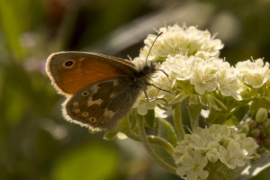 06-15-2017_Tetons - Ringlet, common Schwabacher's Landing (43)-websized