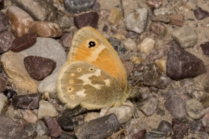 06-15-2017_Tetons - Ringlet, common, Schwabacher's Landing (7)-websized