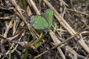 06-16-2017_Brighton - Hairstreak, Sheridan's_0009-small-websized