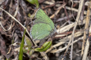 06-16-2017_Brighton - Hairstreak, Sheridan's_0014-Fullsized-websized