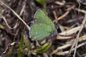 06-16-2017_Brighton - Hairstreak, Sheridan's_0016-Fullsized-websized