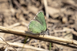 06-16-2017_Brighton - Hairstreak, Sheridan's_0123-Fullsized-websized