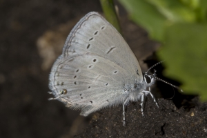 06-16-2017_Brighton - Tailed-Blue, Western (1)