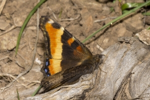 06-16-2017_Brighton - Tortoiseshell, Milbert's-websized