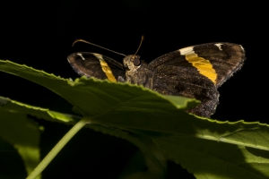 06-330-2017_EKP_2Trails - Skipper, Golden-banded - -Fullsized