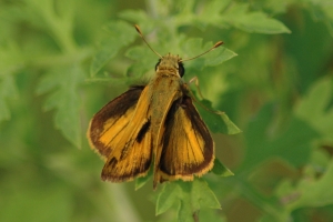 Delaware Skipper (M)