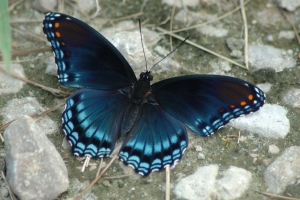 2005 08 21 red spotted Purple