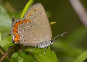 2017-05-28_09_57_Wak - Hairstreak, Coral (1)-websized