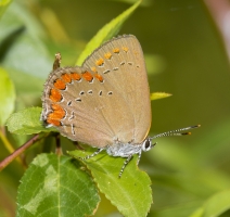 2017-05-28_09_57_Wak - Hairstreak, Coral (8)-Fullsized_1-websized