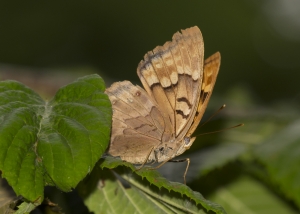 2017-05-28_11_12_Wak - Emperor, Tawny