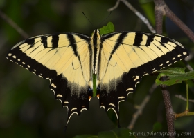 2017-05-28_11_22_Wak - Swallowtail, Tiger - Polariz (1)-Fullsized