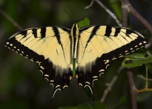 (PAPILONIDAE) - Swallowtails and Parnassians