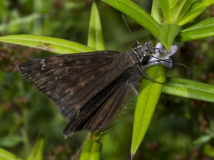 2017-07-09_Twin_Rivers_Hamilton - Duskywing, Zarucco (1)