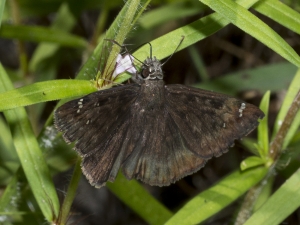 2017-07-09_Twin_Rivers_Hamilton - Duskywing, Zarucco (2)