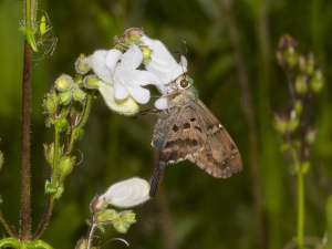 2017-07-09_Twin_Rivers_Hamilton - Skipper, Long-tailed