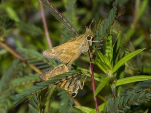 Skipper, Sachem, Mating 