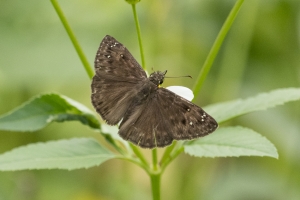 2017-07-15_Audubon_Tlh GilWaters SP-LakeMunson - Duskywing, Horace's