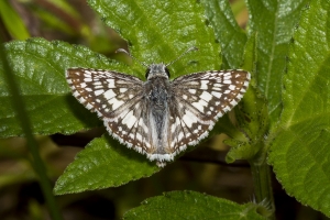 2017-08-05_FredGeorgeGreenway - Checkered-Skipper, Common - 0012-Fullsized-websized