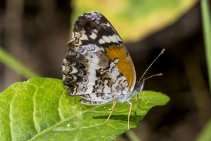 Checkerspots