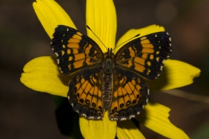 2017-09-03_10_33 Jack_MariannaCaverns - Checkerspot, Silvery