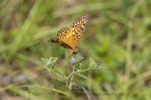 2017-09-03_10_33 Jack_MariannaCaverns - Fritillary, Variegated (1)