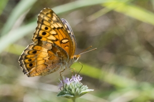 2017-09-03_10_33 Jack_MariannaCaverns - Fritillary, Variegated (2)