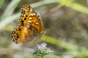 2017-09-03_10_33 Jack_MariannaCaverns - Fritillary, Variegated (2)